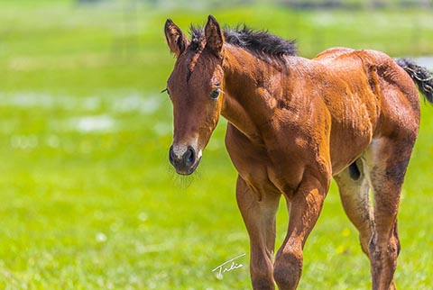 OU Dock of the Bay (White Hot Spot x OU Sage Hen)