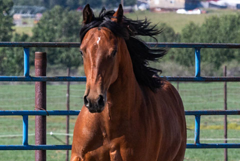 OU Bay of Biscay (White Hot Spot x OU Snippy Lou Rey)