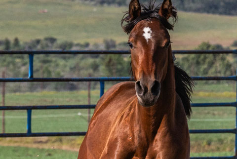 OU Tequila Sunrise (White Hot Spot x Second Cut)