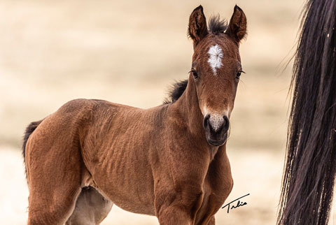 OU Tequila Sunrise (White Hot Spot x Second Cut)