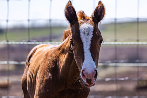 OU Warrior (He Be Stylish x Golden Hey)