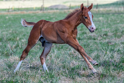 (May 12 colt) (He Be Stylish x Golden Hey)