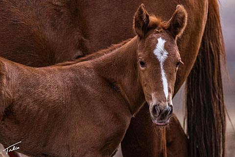 (May 9 Filly) (He Be Stylish x Hot Cowboy News)