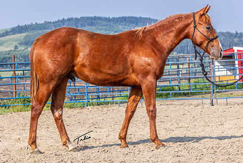 OU Hot Digity Doc (He Be Stylish x Little Bit A Hottie)