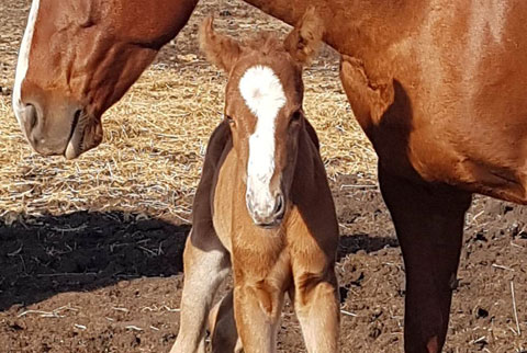 (May 1 Filly) (He Be Stylish x Medicine Line)