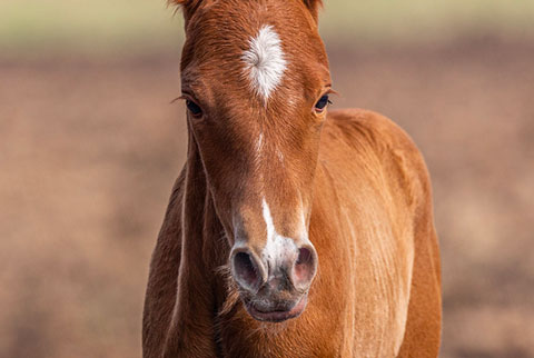 (May 18 filly) (He Be Stylish x Miss Sugar Klamath)