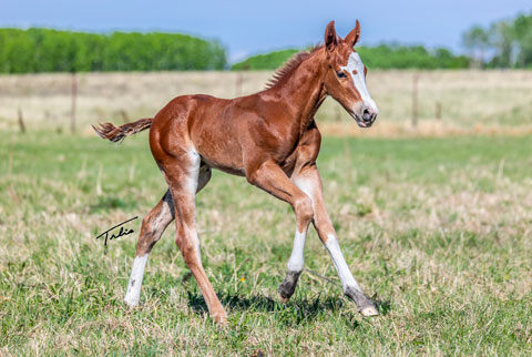 (May 15 colt) (He Be Stylish x Singen The Blues)