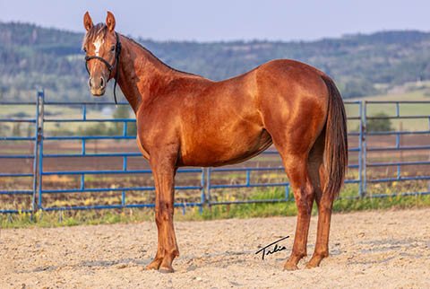 OU Sunshine (Rockem Sockem Rey x CJ Miss N Gold)