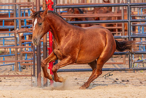 OU Sunshine (Rockem Sockem Rey x CJ Miss N Gold)