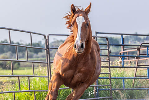 OU London Mist (Rockem Sockem Rey x CJ Sugar Special)