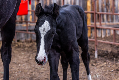 (May 2 colt) (Rockem Sockem Rey x Hotspot Catrena)