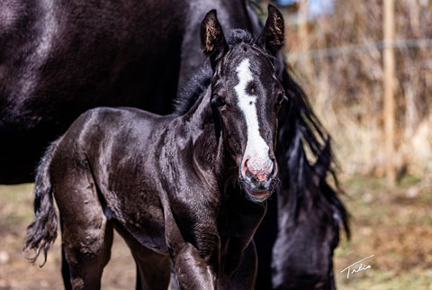 OU Black Diamond (Rockem Sockem Rey x Moonstar Struck)