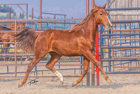 OU Justified (Rockem Sockem Rey x OU Turtle Dove)