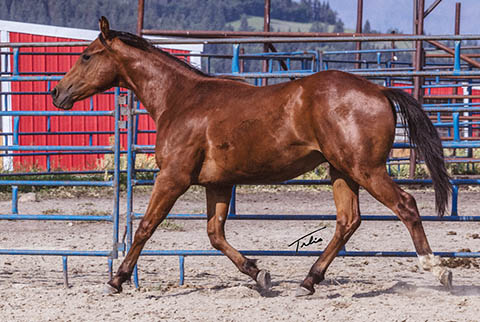 Hot Enough For Ya* (White Hot Spot x Eight is Enough)