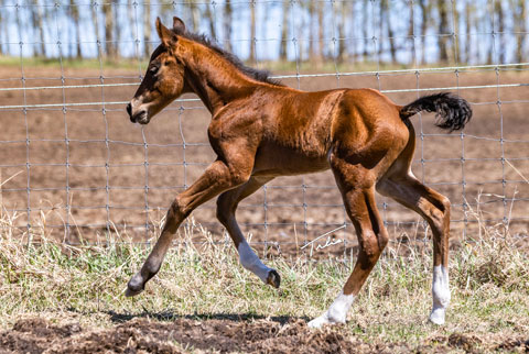(May 11 colt) (White Hot Spot x OU Pearl Jam)
