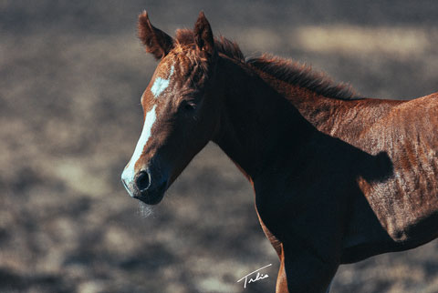(May 15 colt) (White Hot Spot x Reyteen)