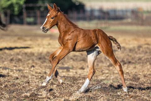(May 15 colt) (White Hot Spot x Reyteen)