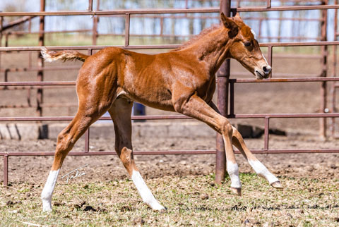 (May 4 colt) (White Hot Spot x Second Cut)