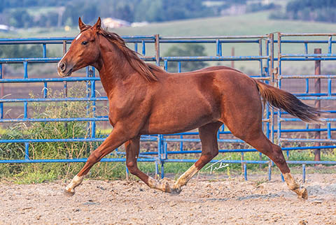 OU Stylish Gather (White Hot Spot x Second Cut)