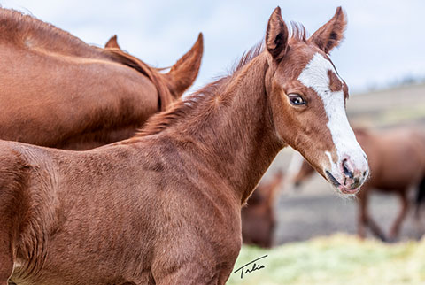 OU Storm (He Be Stylish x Golden Hey)