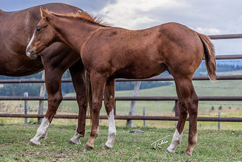 OU Storm (He Be Stylish x Golden Hey)