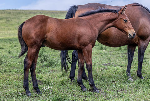 OU Chisolm (He Be Stylish x Time In The Sand)