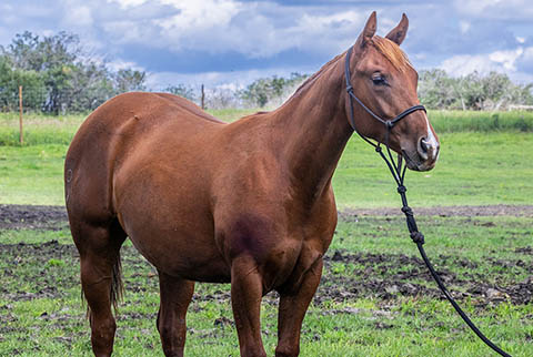 OU Garden Party (He Be Stylish x Tragically Pep)