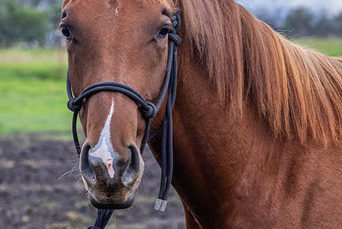 OU Garden Party (He Be Stylish x Tragically Pep)