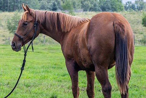 OU Garden Party (He Be Stylish x Tragically Pep)