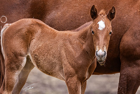 OU Mona Lisa (Rockem Sockem Rey x Cattlac Style)