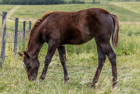 OU Mona Lisa (Rockem Sockem Rey x Cattlac Style)