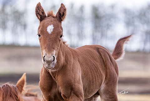 OU Cattlac Jack (Rockem Sockem Rey x CJ Miss N Gold)