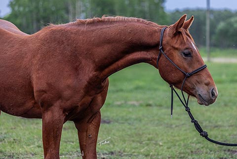OU Cattlac Jack (Rockem Sockem Rey x CJ Miss N Gold)