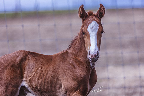 OU Ritz (Rockem Sockem Rey x Hotspot Catrena)