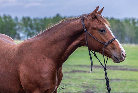 OU Ritz (Rockem Sockem Rey x Hotspot Catrena)