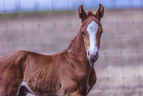 OU Ritz (Rockem Sockem Rey x Hotspot Catrena)