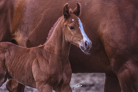 OU Grafitti (Rockem Sockem Rey x Miss Sugar Klamath)
