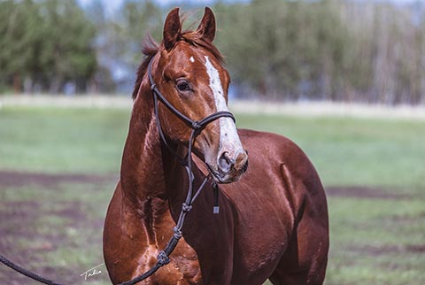 OU Grafitti (Rockem Sockem Rey x Miss Sugar Klamath)