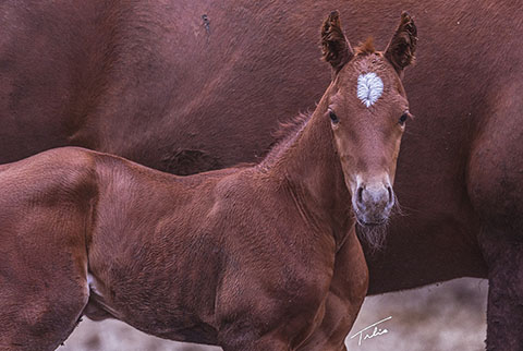 OU Jack of Diane (Rockem Sockem Rey x Miss Tall Cotton)