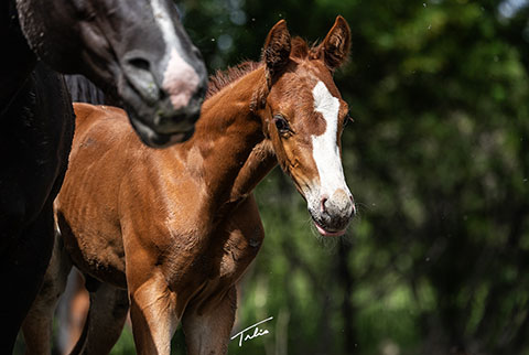OU Sideshow (Rockem Sockem Rey x Moonstar Struck)