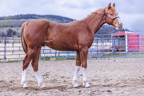OU Sideshow (Rockem Sockem Rey x Moonstar Struck)