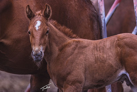 OU Hud (Rockem Sockem Rey x OU Buckskin Badger)