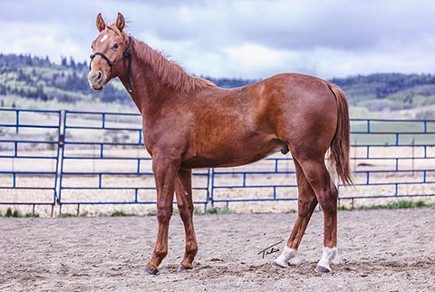 OU Hud (Rockem Sockem Rey x OU Buckskin Badger)