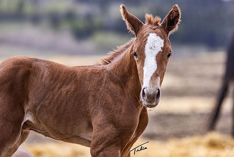 OU Rhinestone (Rockem Sockem Rey x OU Miss N Gold)