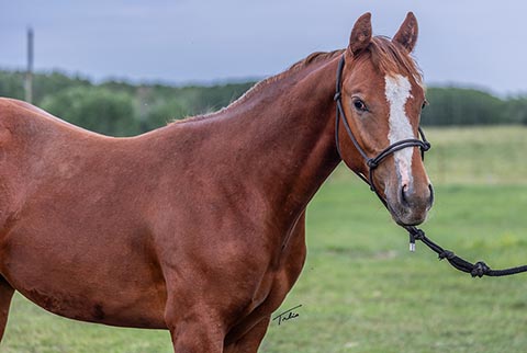 OU Rhinestone (Rockem Sockem Rey x OU Miss N Gold)