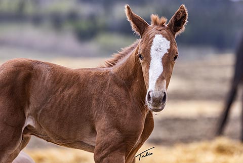 OU Rhinestone (Rockem Sockem Rey x OU Miss N Gold)