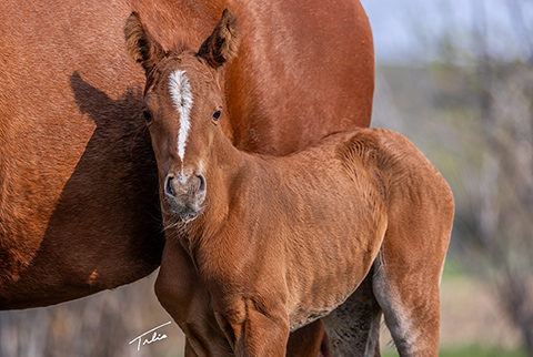 OU Little Ditty (Rockem Sockem Rey x OU Sage Hen)