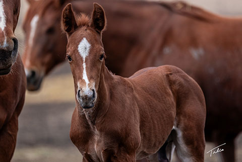 OU Gunfire (Rockem Sockem Rey x Sheza Lil CJ)