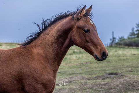 OU Smoke Wagon (White Hot Spot x Dainty Skyline)