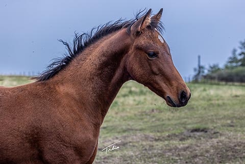 OU Smoke Wagon (White Hot Spot x Dainty Skyline)